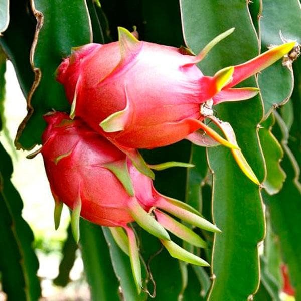 Dragon Fruit Red Plant